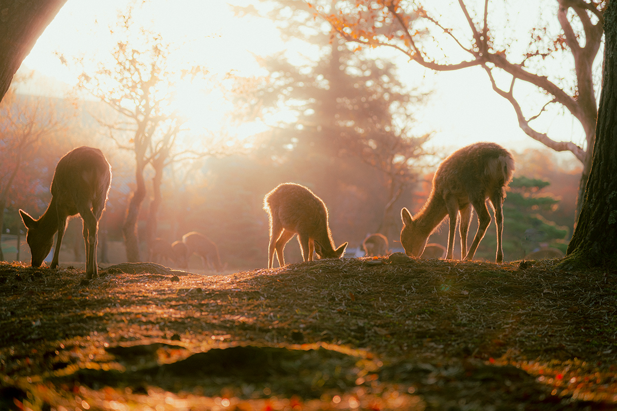 奈良公園で紅葉と鹿が撮影できるスポット