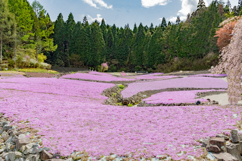 三田に咲き誇る花のじゅうたんで芝桜がめっちゃ綺麗！